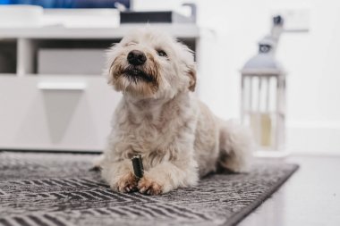 Beyaz Ganaraskan köpek evde bir tedavi yeme, seçici odak.
