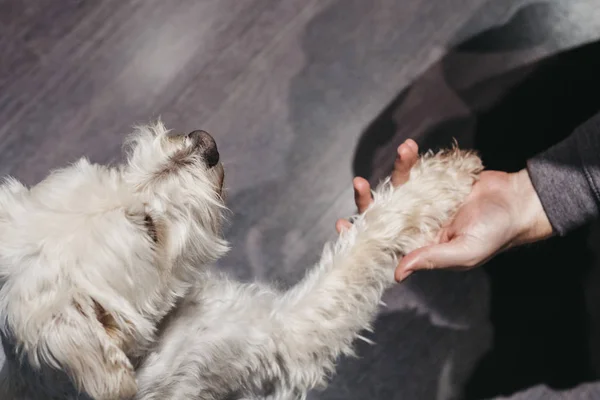 Ganaraskan hond geven paw aan zijn eigenaar, selectieve focus. — Stockfoto