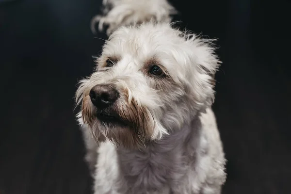 Üst düzey bir Ganaraskan köpek Portresi, yan bakarak, seçin — Stok fotoğraf