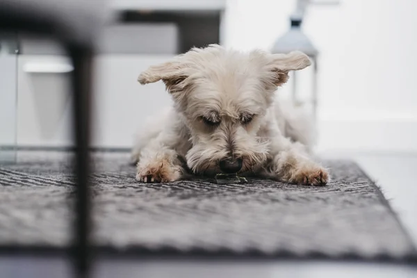 Ritratto di un cane Ganaraskan che mangia un dolcetto, concentrazione selettiva . — Foto Stock