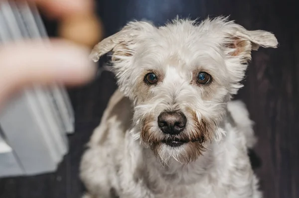 Ganaraskan köpek hevesle h tutan sahibinin bir tedavi bakıyor — Stok fotoğraf