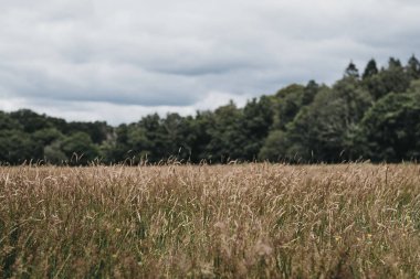 Bir alanda uzun çim, arka planda ağaçlar, seçici odak.