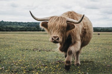 Highland sığır kamera doğru bir alanda yürüyüş, yeni F
