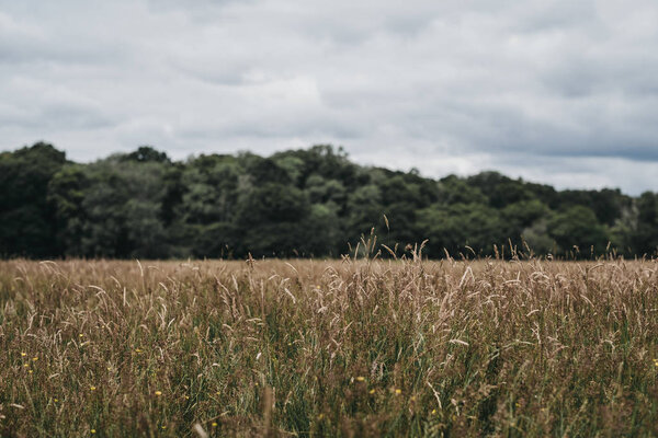 Tall grass in a field, trees on the background, selective focus.