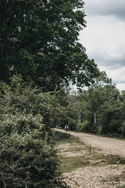 Gravel path between the trees inside New Forest National Park, D — Stock Photo, Image