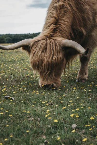 Highlandské hovězí se pasou v novém lese v Dorset ve Spojeném království. — Stock fotografie