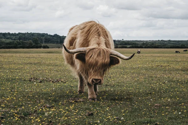Highland sığır kamera doğru bir alanda yürüyüş, yeni F — Stok fotoğraf