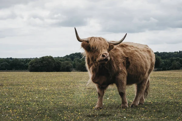 ニューフォレストパークi内の野原に立つハイランド牛 — ストック写真
