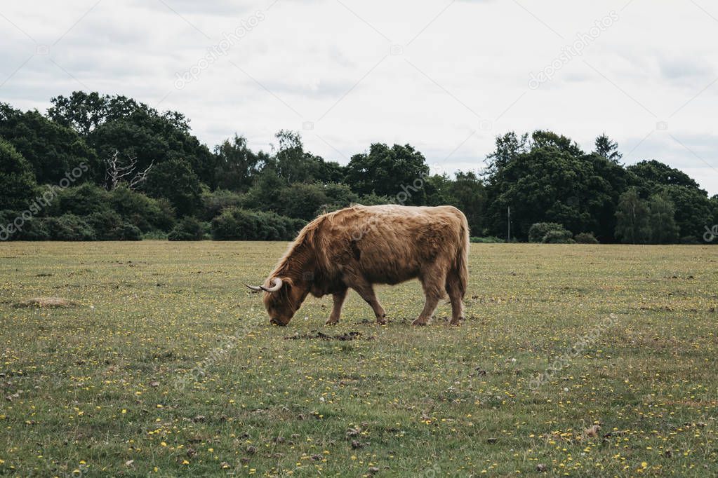 Highland Cattle grazing in a field inside The New Forest, Dorset
