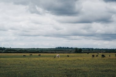 Yeni Orman pa içinde bir alanda mesafe otlatma inekler