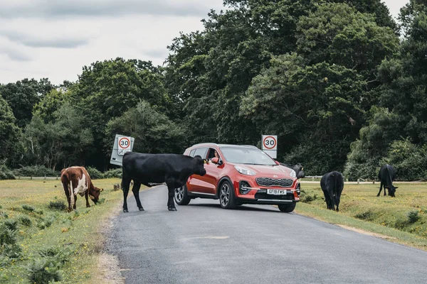 Red car trying to drive around cows blocking the road in New For — Stock Photo, Image