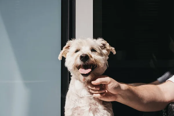 Felice cane sorridente godendo il sole sul balcone, i proprietari mano — Foto Stock