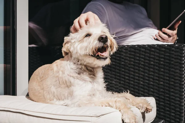 Щасливий усміхнений собака насолоджується сонячним сяйвом на балконі, рука господарів — стокове фото
