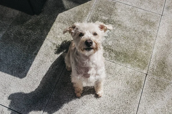 Hoge hoek uitzicht van gelukkige hond zitten op de vloer, kijken naar th — Stockfoto