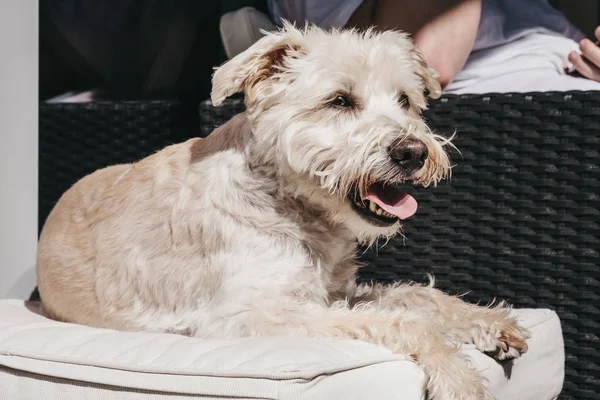 Happy dog enjoying sunshine on the balcony. — Stock Photo, Image