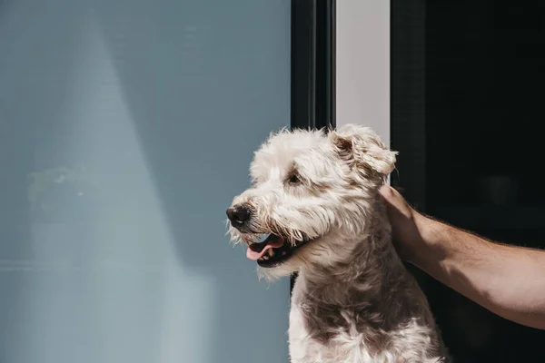 Perro feliz disfrutando del sol, dueños acariciándolo a mano . — Foto de Stock