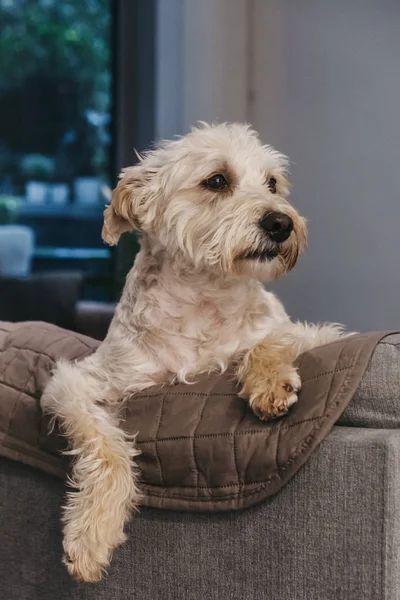 Sad dog on a sofa at home.