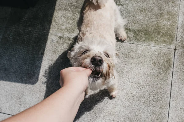 Visão de alto ângulo de um cão agarrando um deleite da mão de proprietários . — Fotografia de Stock