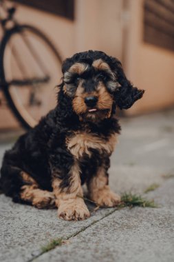 İki aylık bir Cockapoo yavrusunun portresi verandada oturuyor, kulakları rüzgarda uçuşuyor, gözlere odaklanıyor..