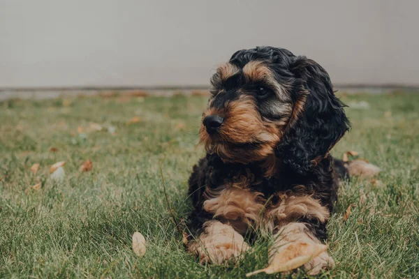 Retrato Cachorro Cockapoo Dois Meses Relaxante Uma Grama Jardim Foco — Fotografia de Stock