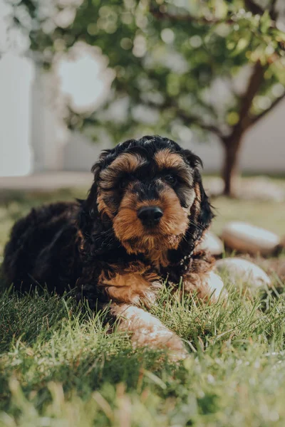 Retrato Cachorro Dos Meses Edad Cockapoo Relajarse Una Hierba Jardín — Foto de Stock