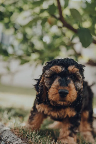 Brutaal Twee Maanden Oud Cockapoo Puppy Opladen Naar Camera Uitnodigen — Stockfoto