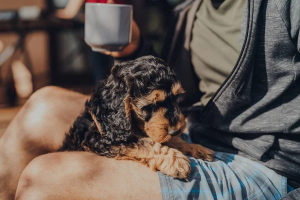 Lindo Cachorro Dos Meses Edad Cockapoo Subiendo Los Propietarios Regazo — Foto de Stock