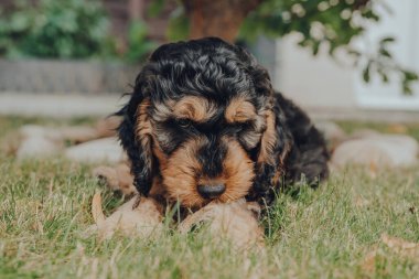 İki aylık arsız Cockapoo yavrusu bahçede çimlerin üzerinde dinleniyor, kameraya bakıyor, seçici odaklanıyor..