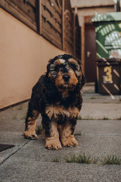 Portrait Cute Two Month Old Cockapoo Puppy Standing Shade Patio — Stock Photo, Image