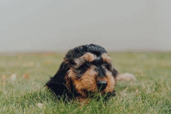 Aylık Bir Cockapoo Yavrusunun Portresi Bahçedeki Çimlerin Üzerinde Uzanıyor Dinleniyor — Stok fotoğraf