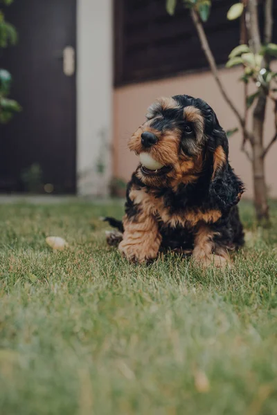 Bahçede Iki Aylık Şirin Cockapoo Yavrusu Sahipleri Bakmazken Çaldığı Masa — Stok fotoğraf