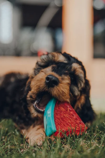 Cute two month old Cockapoo puppy playing with a watermelon slice-shaped chewy toy in a garden, selective focus on the nose.