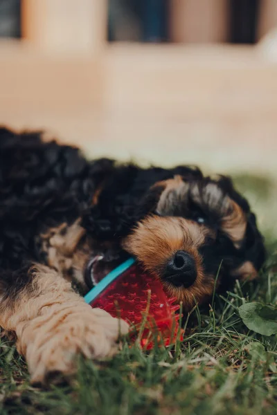 Cute two month old Cockapoo puppy playing with a watermelon slice-shaped chewy toy in a garden, selective focus on the nose.