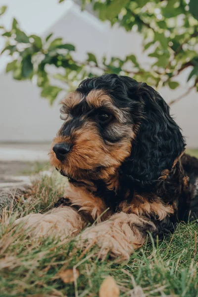 Portret Van Een Twee Maanden Oude Cockapoo Puppy Ontspannen Een — Stockfoto