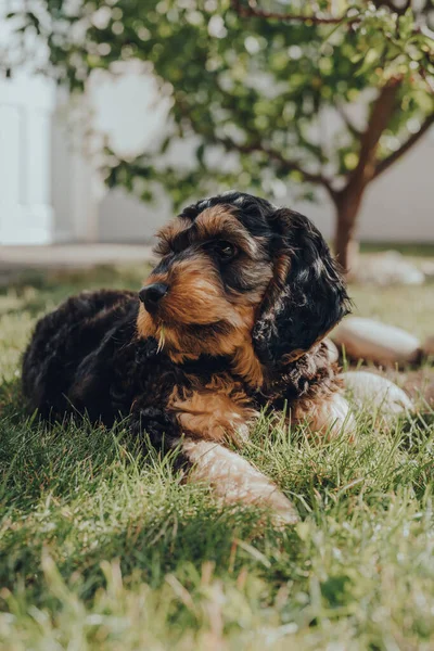 Retrato Cachorro Cockapoo Dois Meses Idade Relaxando Uma Grama Jardim — Fotografia de Stock