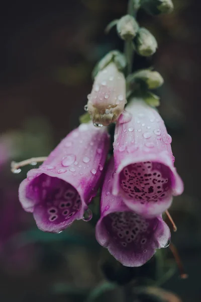 Close Rain Drops Foxglove Digitalis Purpurea Purple Downward Facing Flowers — Stock Photo, Image