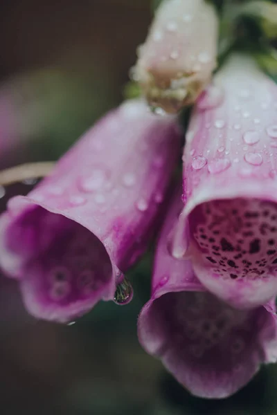 Macro Shot Rain Drops Foxglove Digitalis Purpurea Purple Downward Facing — Stock Photo, Image