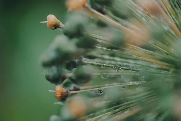 Macro Tiro Gotas Água Uma Planta Verde Amarela Foco Seletivo — Fotografia de Stock