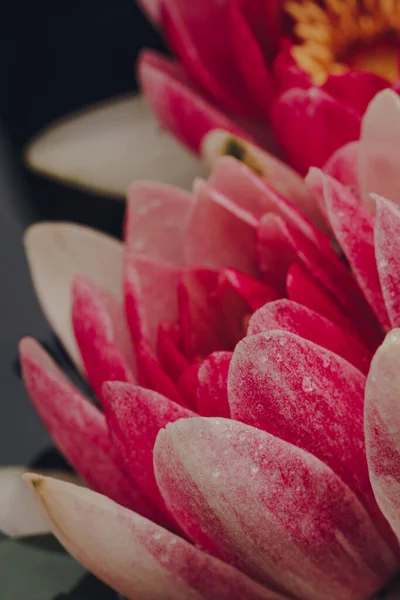 Macro Tiro Rosa Masaniello Água Lily Nymphaea Masaniello Flores Florescentes — Fotografia de Stock