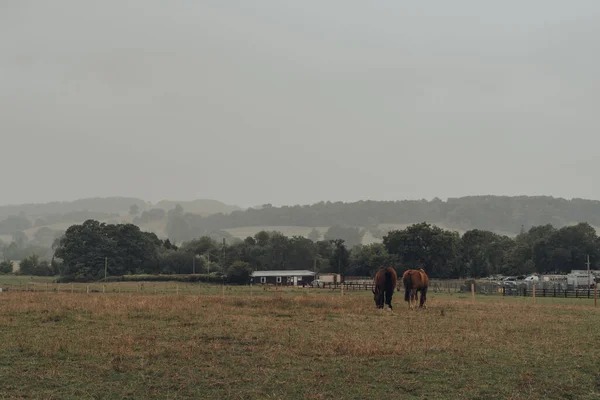 Horses Grazing Field Cotswolds Worcestershire Grey Rainy Summer Day — Stock Photo, Image