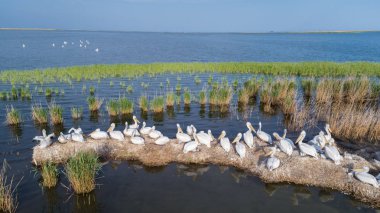 Tuna Deltası Romanya'da Dalmaçyalı Pelikan (pelecanus crispus). Drone ile havadan görünümü.