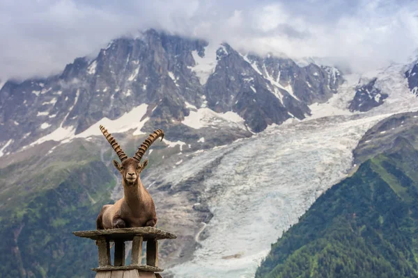 Kozorožce Rozsah Mont Blanc Francouzské Alpy — Stock fotografie