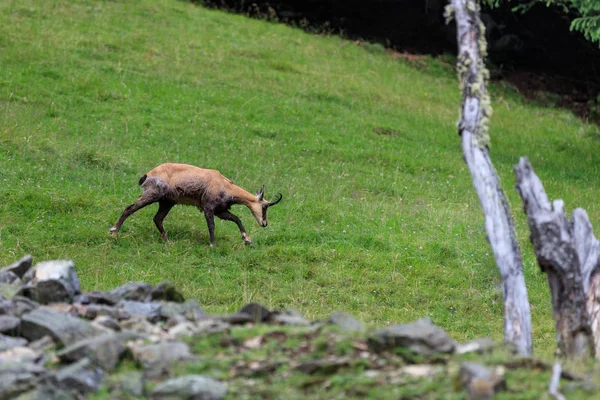 Capra Alpina Camoscio Nel Parco Animale Merlet Chamonix Francia — Foto Stock
