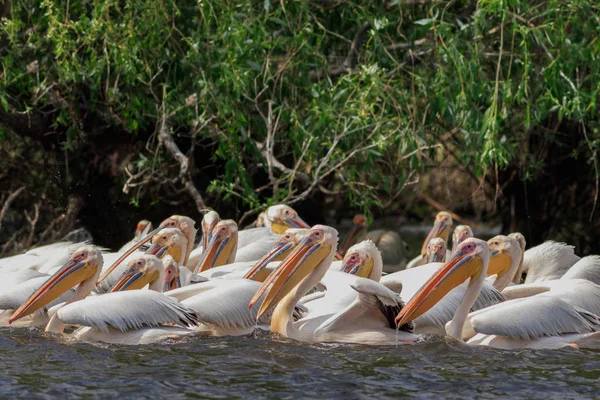 Pelikane Pelecanus Onocrotalus Donaudelta Rumänien — Stockfoto