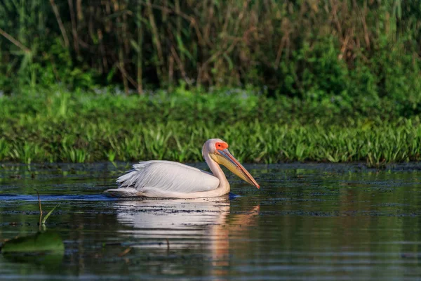 Pelícano Blanco Pelecanus Onocrotalus Delta Del Danubio Rumania — Foto de Stock