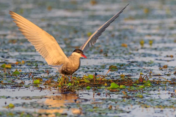 Sternes Communes Sterna Hirundo Hirundo Dans Delta Danube Roumanie — Photo