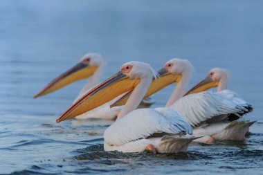 Tuna Deltası, Romanya 'da beyaz pelikanlar (pelecanus onocrotalus)