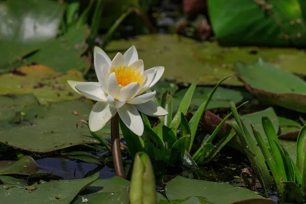 European White Water Lilly Nymphaea Alba Danube Delta Romania — Stock Photo, Image