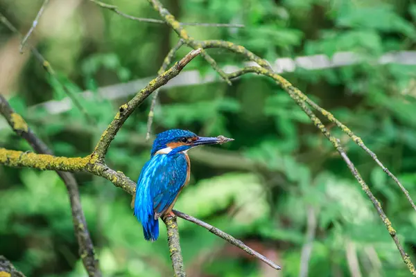 Kingfisher Alcedo Atthis Habitat Natural Danúbio Delta Roménia — Fotografia de Stock