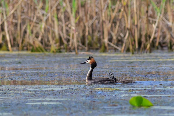 Haubentaucher Adulte Und Junge Vögel Donaudelta Rumänien — Stockfoto